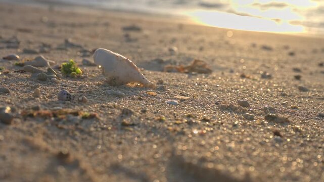 朝日に照らされてキラキラと輝く砂浜と貝殻のクローズアップ
