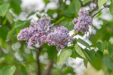 Creating aroma profiles inspired by soft mauve floral arrangements. Developing perfume concepts rooted in delicate lilac flower clusters and gentle fragrance themes © beholdereye