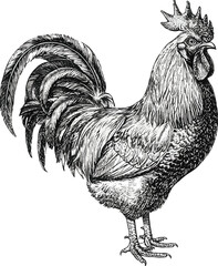 Created on hand drawn Black Rooster Ink Sketch in Vintage Elegant Bird Engraved Style vector art on white background © MdMasud