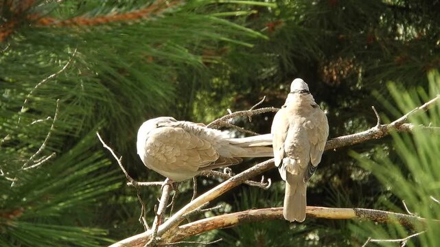 A pair of wild pigeons, the ringed turtle dove, are sitting on a branch of a dead pine tree, preening their feathers on a early summer morning.