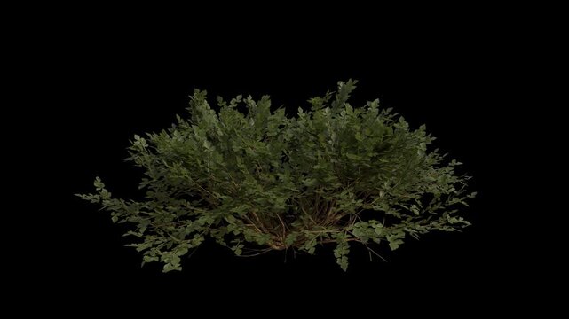 Fragrant Sumac Plant Swaying in Wind Loop Animation with Alpha Channel. Wind Blows The Shrub Plant Rhus Aromatica. Lemon Sumac Plant Leaves Swaying. Animated Hedge Branches Moving in Breeze.