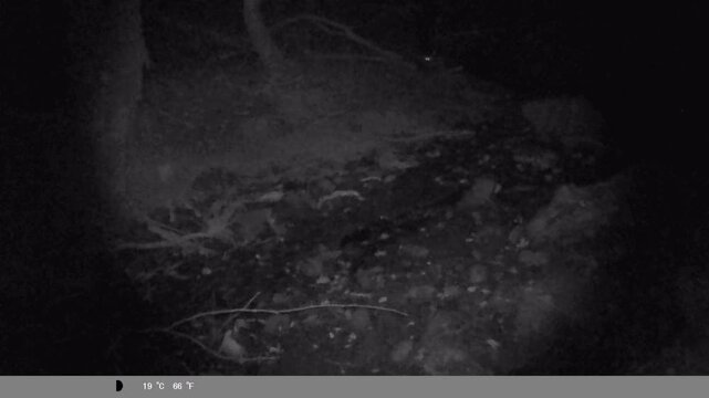 Night Vision Trail Cam: Small Mammal Foraging in the Woods Near Creek