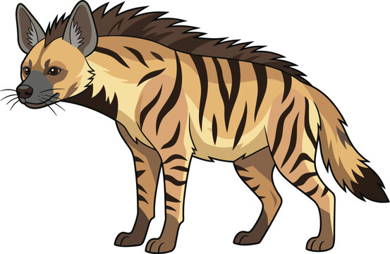 Vibrant striped hyena vector illustration featuring a realistic wild safari animal character with dark mane standing isolated on white background