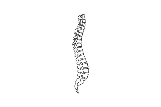 A detailed black and white line art illustration of the human vertebral column.