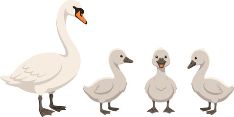 Fototapeta premium Cute cartoon white swan and grey cygnets family vector illustration set featuring three baby waterfowl characters in standing front and side views isolated on white background