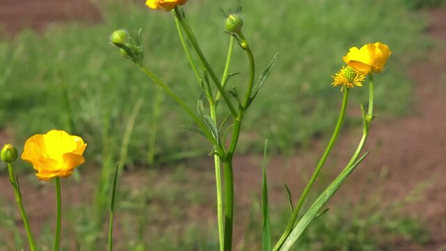 Yellow buttercup flowers in a grassy field with forest in background. Scenic nature landscape with wild plants in meadow. Rural environment during spring season.