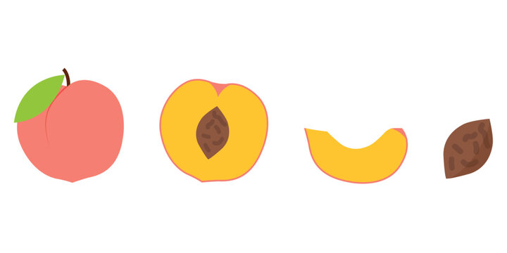 Flat Vector Peach and Apricot Fruit Set with Whole Half Slice and Pit Isolated Icons