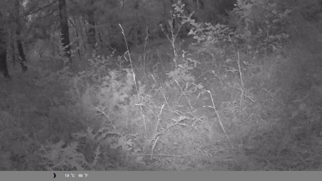 Infrared Wildlife Footage: Jackal Passing in Front of a Hidden Camera