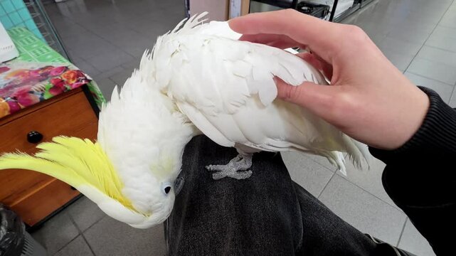 Woman stroking a white cockatoo with a yellow crest. Girl petting a tame parrot sitting on her lap. Domestic bird interaction, animal care and companionship.
