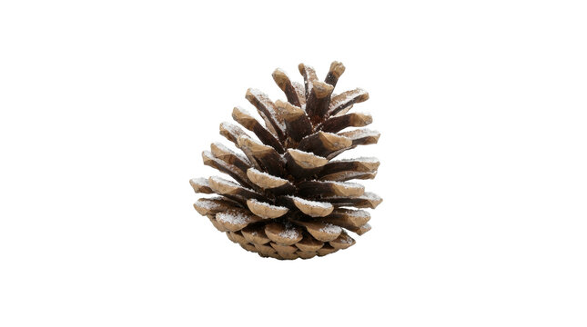 Pinecone on White: A detailed close-up of a single, textured pinecone isolated on a clean white background, showcasing its natural, geometric patterns and earthy tones.