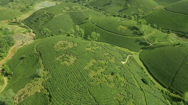 Aerial view of lush green tea hills in Long Coc, Phu Tho, Vietnam