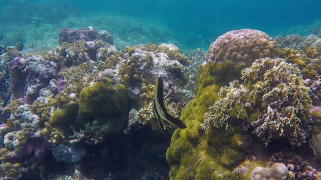Wildlife sighting of a pair of juvenile Longfin Batfish (Platax teira) among corals covered in green algae in the captivating reef in a dreamy clear shallow water. Dauin, Philippines