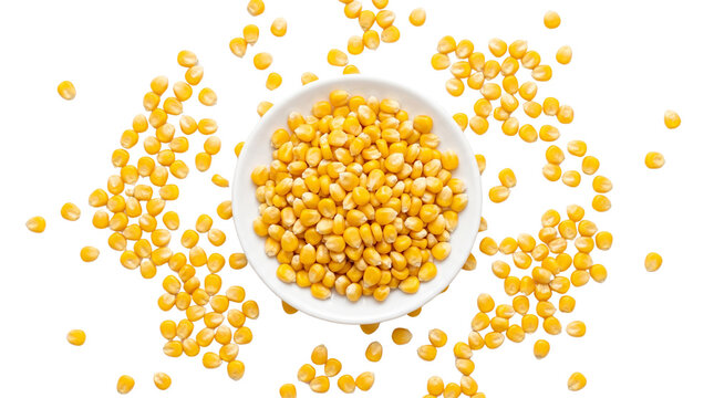 Dried yellow corn kernels in a white ceramic bowl, scattered organic maize seeds on white background, top view of raw popcorn grains