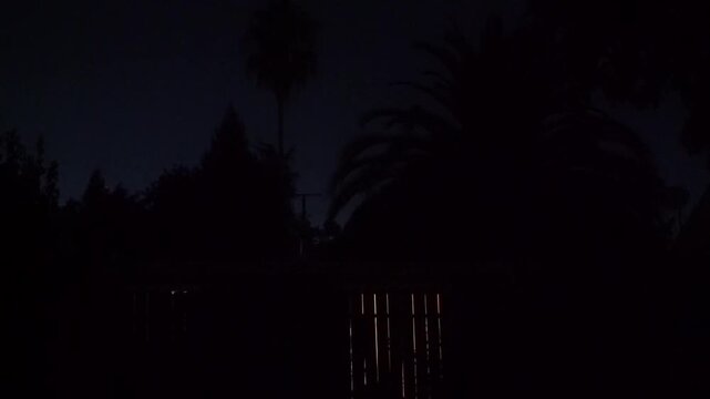 forest in night