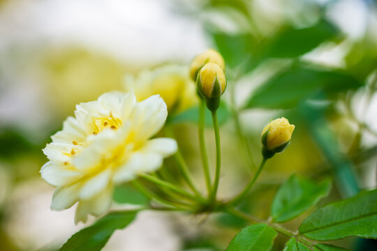 これから開花を迎える、黄色いモッコウバラの蕾と咲きかけの花
