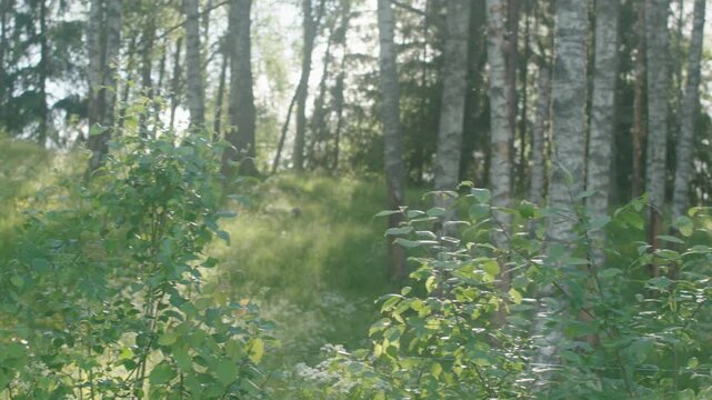 The sun shining in between some trees on a field in the Swedish summer.