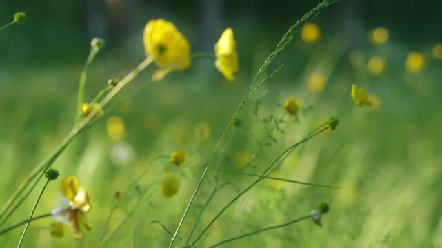 Puling focus over a field with flowers