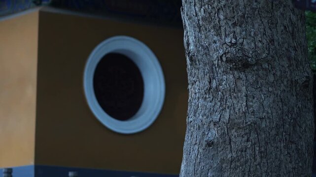 Tree trunk and temple exterior of Putuo Puji Temple, China (4K25p)