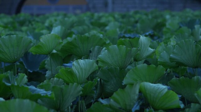Cinematic view of lotus leaves at Putuo Mountain Puji Temple