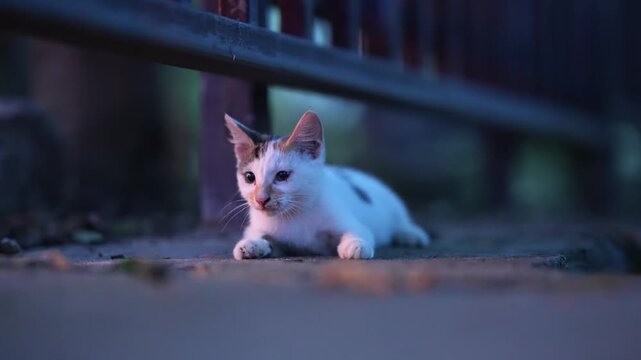 Cute kitten lying down on the cement grounds and then walks away