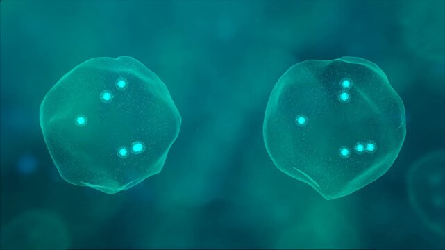 3D Cell Division Mitosis Early Stage Prophase Meta