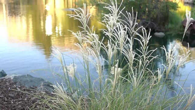 grass in the morning