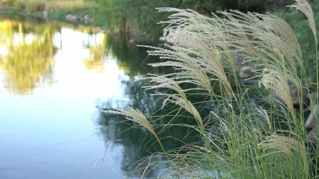 reeds in the lake