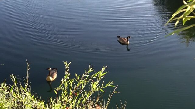 ducks on the lake