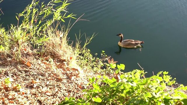 duck on the lake