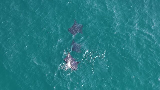 Aerial top down of mobula rays swimming together, Sea of Cortez Mexico