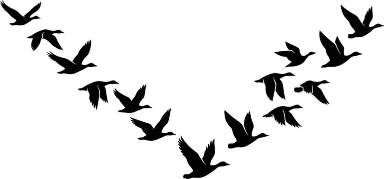 Migrating Birds Silhouette Collection - Black Flying Bird Vector Illustration