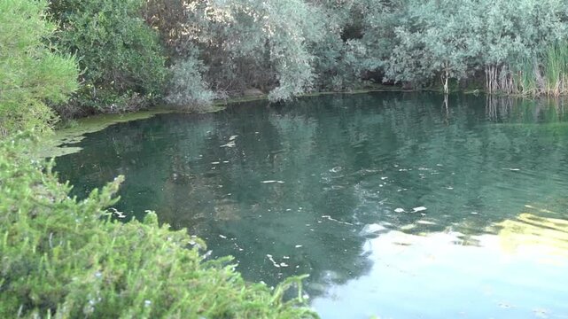 river in the forest