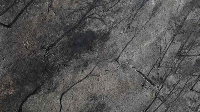 Aerial view flying over a desolate mediterranean landscape showing the aftermath of a devastating forest fire. With charred trees and scorched earth covering the ground in Pobla de Claramunt