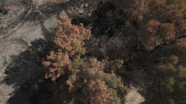 Aerial view from a drone flying over a charred and desolate landscape. Showing the devastating aftermath of a recent wildfire with burned trees and scorched earth in La Pobla de Claramunt. Catalonia