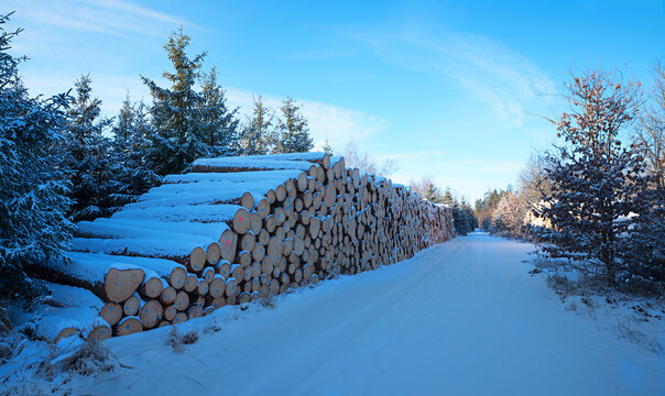 Morning walk on the forest path. Large stack of tree trunks. Winter forestry.