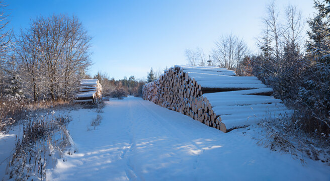 piles of stacked logs with snow cover beside walkway in the wintry forest.