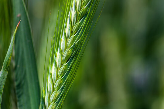 Macro close up of green barley ear in field