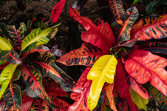 Codiaeum variegatum,  croton or variegated croton amongst many other names, is a species of plant in the Euphorbiaceae family. Waimea, Kauai County, Hawaii. 