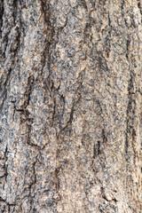 Fototapeta premium Trunk and bark of Tabebuia aurea, Caribbean trumpet tree, silver trumpet tree, and tree of gold. Family Bignoniaceae. Waimea, Kauai County, Hawaii. 