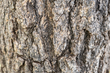 Fototapeta premium Trunk and bark of Tabebuia aurea, Caribbean trumpet tree, silver trumpet tree, and tree of gold. Family Bignoniaceae. Waimea, Kauai County, Hawaii. 