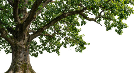 Fototapeta premium foreground big tree on a transparent background