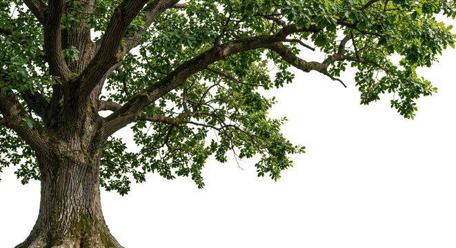 foreground big tree on a transparent background