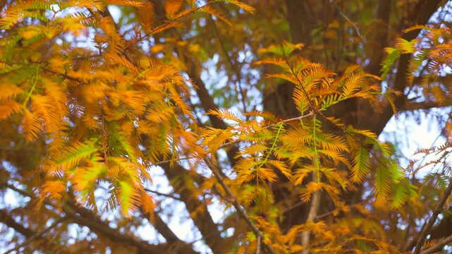 Close up of vibrant orange bald cypress needles swaying gently in autumn breeze