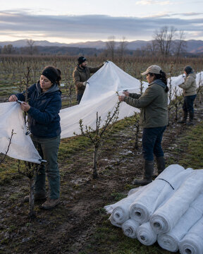 Covering Young Orchard Trees Before Frost