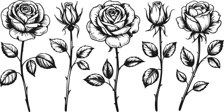 咲いている花と繊細なバラの蕾が描かれた手書きの白黒バラセット