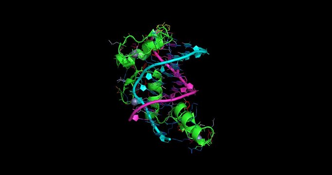 Zif268 zinc finger DNA complex, transcription factor domain bound to DNA, 3D molecule spinning, 4K