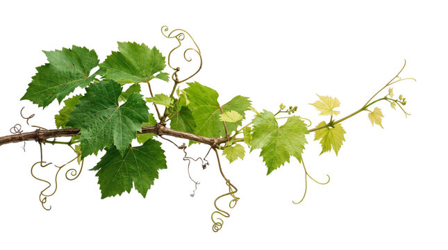 fresh green grape vine branch with leaves and tendrils, symbol of nature, growth, and viticulture, healthy plant life.