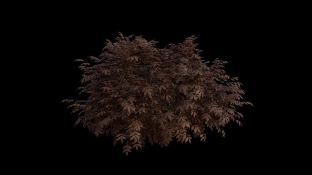 Elder Berry Plant Swaying in Wind Loop Animation with Alpha Channel. Wind Blows The Shrub Plant Sambucus Nigra. Black Elder Plant Leaves Swaying. Animated Hedge Branches Moving in Breeze.