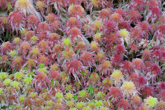 Dense cluster of red and yellow sempervivum succulents in a lush garden groundcover pattern