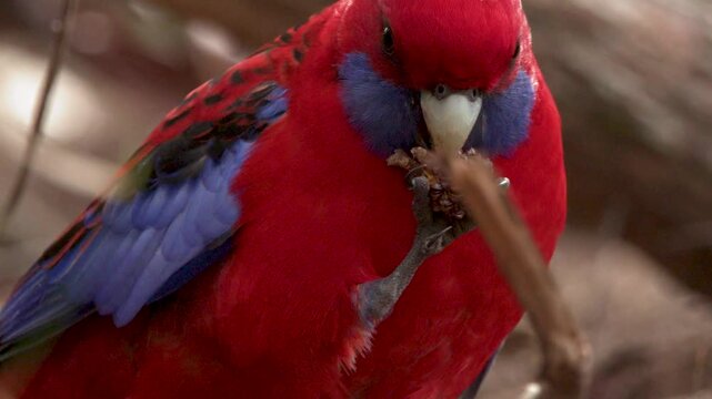 Crimson Rosella Parrot Eating Seed Pod in Blue Mountains National Park